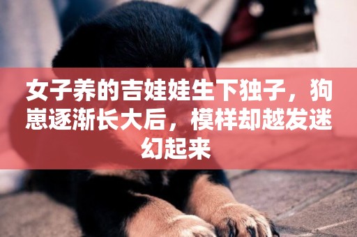 女子養的吉娃娃生下獨子，狗崽逐漸長大后，模樣卻越發迷幻起來 