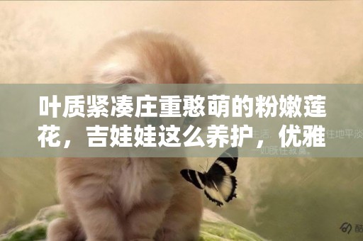葉質緊湊莊重憨萌的粉嫩蓮花，吉娃娃這么養護，優雅精致紅綠相間 