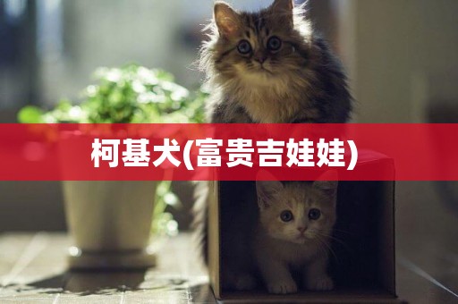 柯基犬(富貴吉娃娃) 