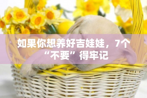 如果你想養好吉娃娃，7個“不要”得牢記 
