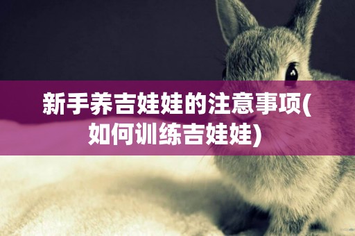 新手養吉娃娃的注意事項(如何訓練吉娃娃) 