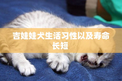 吉娃娃犬生活習性以及壽命長短 