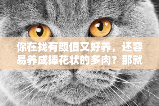 你在找有顏值又好養，還容易養成捧花狀的多肉？那就是粉色提示了 
