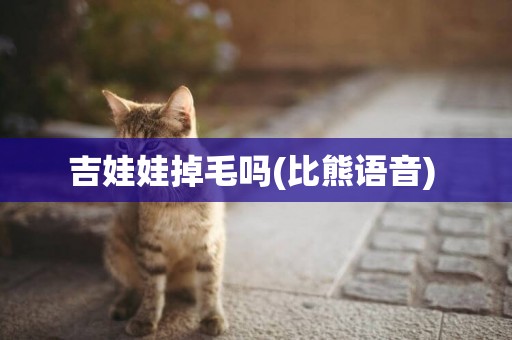 吉娃娃掉毛嗎(比熊語音) 