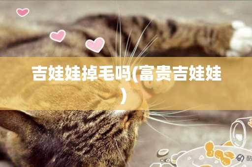 吉娃娃掉毛嗎(富貴吉娃娃) 