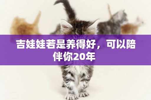 吉娃娃若是養得好，可以陪伴你20年 