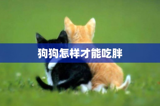 狗狗怎樣才能吃胖