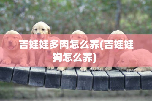 吉娃娃多肉怎么養(吉娃娃狗怎么養) 