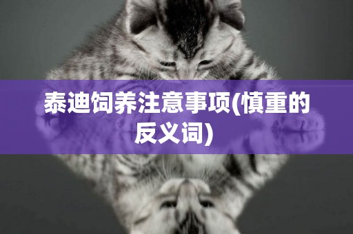 泰迪飼養注意事項(慎重的反義詞) 