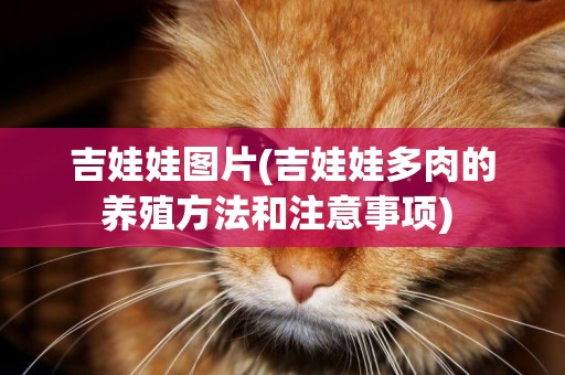 吉娃娃圖片(吉娃娃多肉的養殖方法和注意事項) 