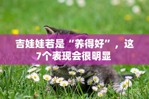 吉娃娃若是“養得好”，這7個表現會很明顯 