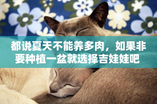 都說夏天不能養多肉，如果非要種植一盆就選擇吉娃娃吧 