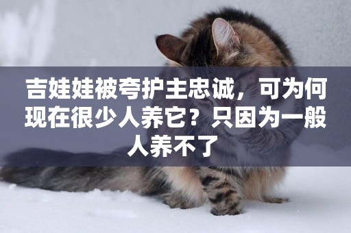 吉娃娃被夸護主忠誠，可為何現在很少人養它？只因為一般人養不了 
