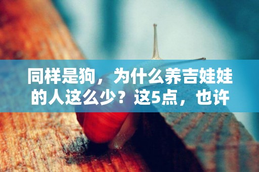 同樣是狗，為什么養吉娃娃的人這么少？這5點，也許你也討厭 