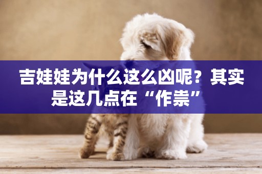 吉娃娃為什么這么兇呢？其實是這幾點在“作祟” 