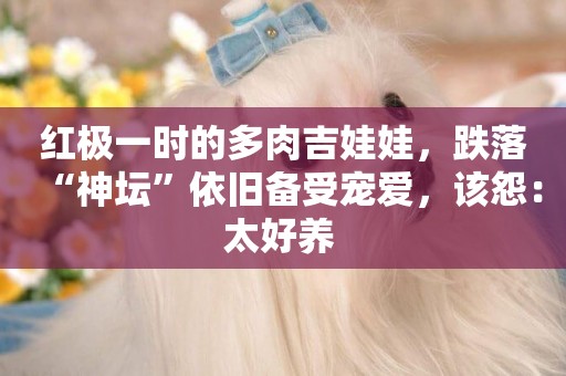 紅極一時的多肉吉娃娃，跌落“神壇”依舊備受寵愛，該怨：太好養 