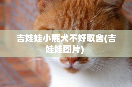 吉娃娃小鹿犬不好取舍(吉娃娃圖片) 