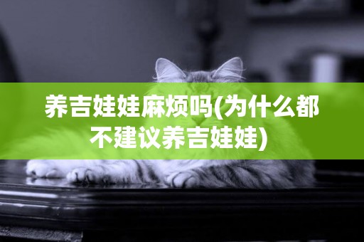 養吉娃娃麻煩嗎(為什么都不建議養吉娃娃) 