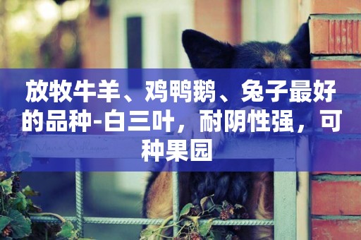 放牧牛羊、雞鴨鵝、兔子最好的品種-白三葉，耐陰性強，可種果園 