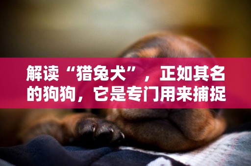 解讀“獵兔犬”，正如其名的狗狗，它是專門用來捕捉兔子的獵犬 