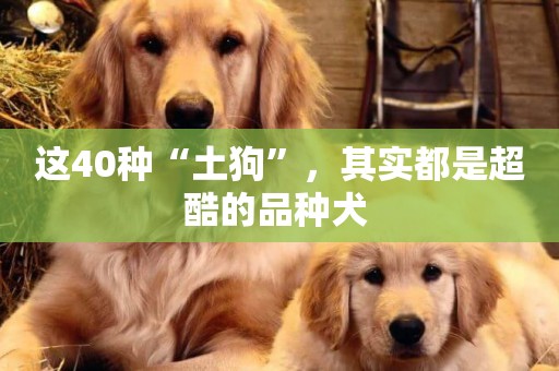 這40種“土狗”，其實都是超酷的品種犬 