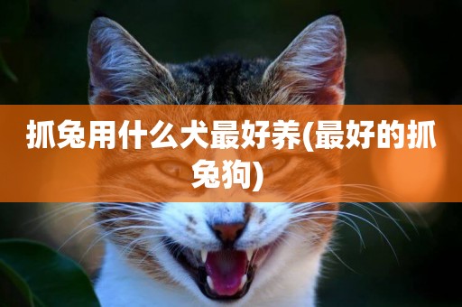 抓兔用什么犬最好養(最好的抓兔狗) 