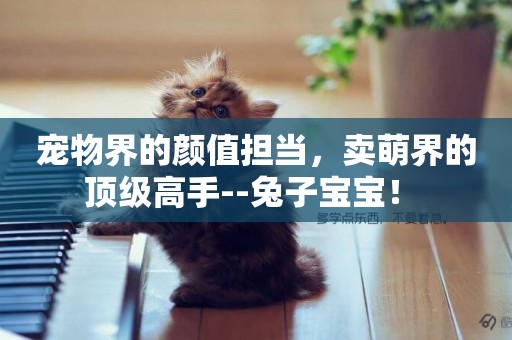 寵物界的顏值擔當，賣萌界的頂級高手--兔子寶寶！ 