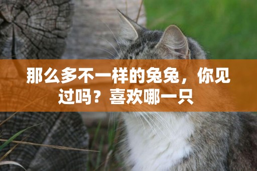 那么多不一樣的兔兔，你見過嗎？喜歡哪一只 