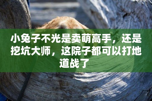 小兔子不光是賣萌高手，還是挖坑大師，這院子都可以打地道戰了 
