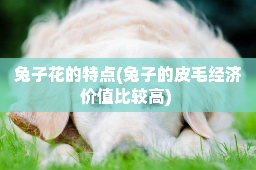兔子花的特點(兔子的皮毛經濟價值比較高) 