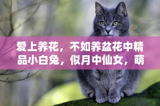 愛上養花，不如養盆花中精品小白兔，似月中仙女，萌達可愛 