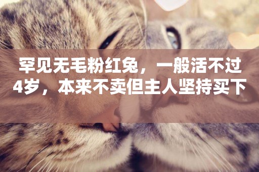 罕見無毛粉紅兔，一般活不過4歲，本來不賣但主人堅持買下 