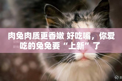 肉兔肉質更香嫩 好吃嘴，你愛吃的兔兔要“上新”了 