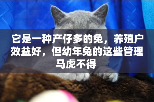 它是一種產仔多的兔，養殖戶效益好，但幼年兔的這些管理馬虎不得 