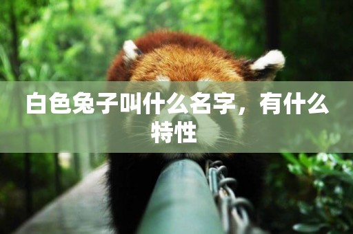 白色兔子叫什么名字，有什么特性 