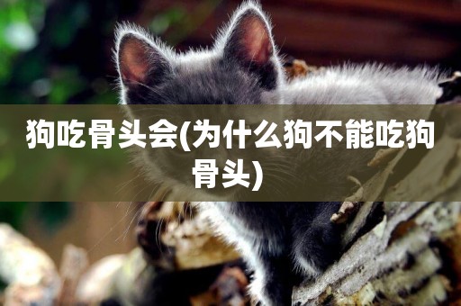 狗吃骨頭會(為什么狗不能吃狗骨頭) 
