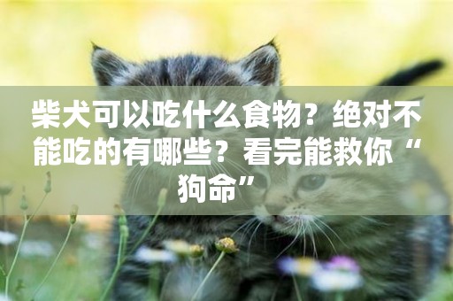 柴犬可以吃什么食物？絕對不能吃的有哪些？看完能救你“狗命” 