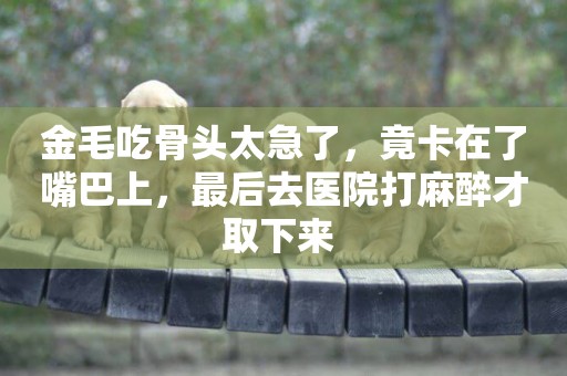 金毛吃骨頭太急了，竟卡在了嘴巴上，最后去醫院打麻醉才取下來 