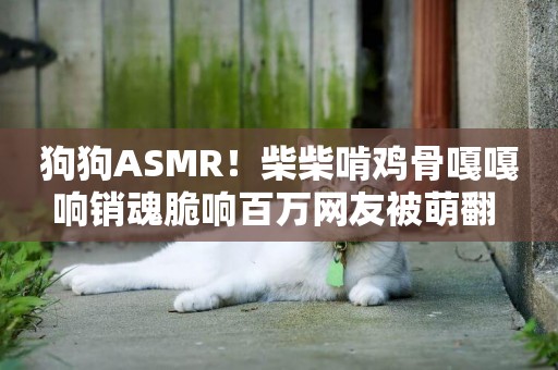 狗狗ASMR！柴柴啃雞骨嘎嘎響銷魂脆響百萬網友被萌翻 