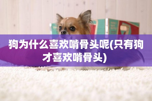 狗為什么喜歡啃骨頭呢(只有狗才喜歡啃骨頭) 
