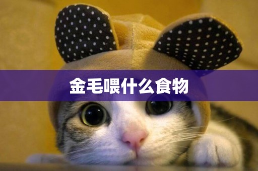 金毛喂什么食物