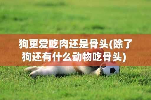 狗更愛吃肉還是骨頭(除了狗還有什么動物吃骨頭) 