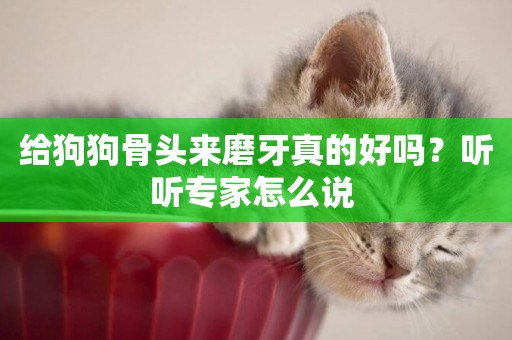 給狗狗骨頭來磨牙真的好嗎？聽聽專家怎么說 