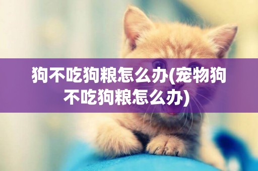 狗不吃狗糧怎么辦(寵物狗不吃狗糧怎么辦) 