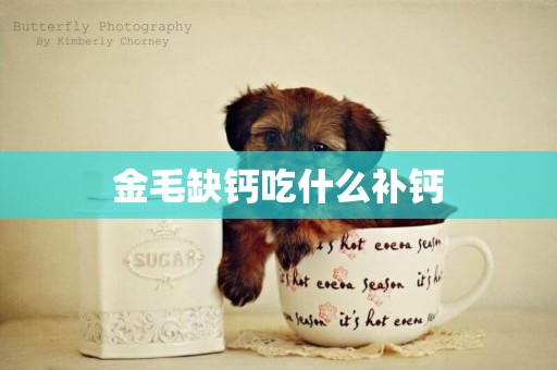 金毛缺鈣吃什么補鈣
