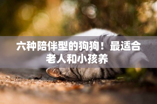 六種陪伴型的狗狗！最適合老人和小孩養 