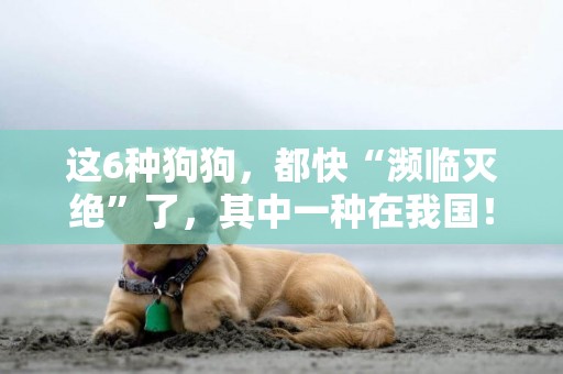 這6種狗狗，都快“瀕臨滅絕”了，其中一種在我國！ 