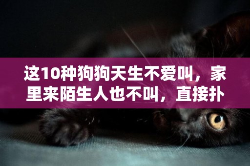 這10種狗狗天生不愛叫，家里來陌生人也不叫，直接撲上去就咬 