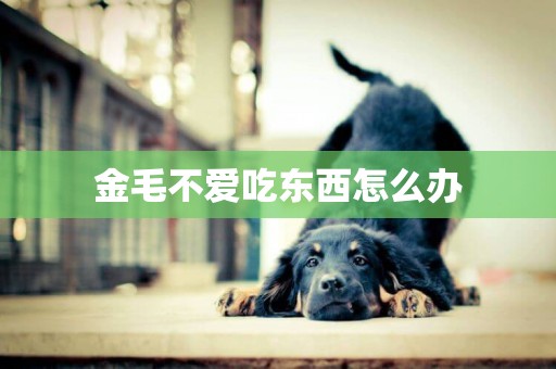 金毛不愛吃東西怎么辦