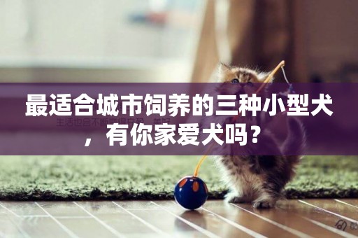 最適合城市飼養的三種小型犬，有你家愛犬嗎？ 